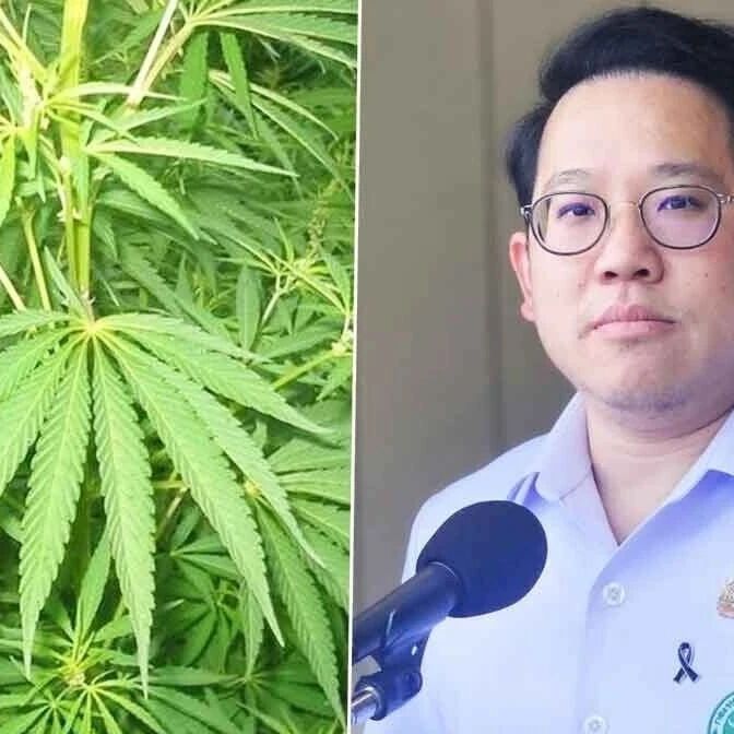 泰国拟全面收紧大麻监管:店铺续牌须转为医疗机构,违规处罚将加重