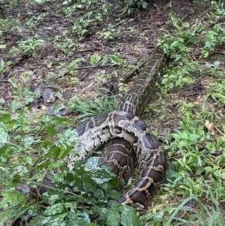 泰国素攀武里府巨蟒吞食山羊 现场3只羊死亡