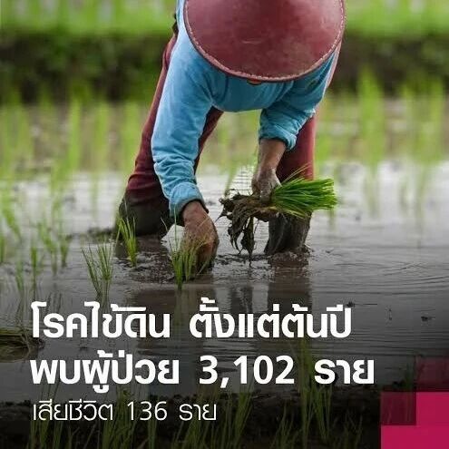 泰国今年类鼻疽感染3102例、136人死亡!