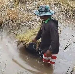 泰国东北部4府类鼻疽疫情累计570例 45人死亡