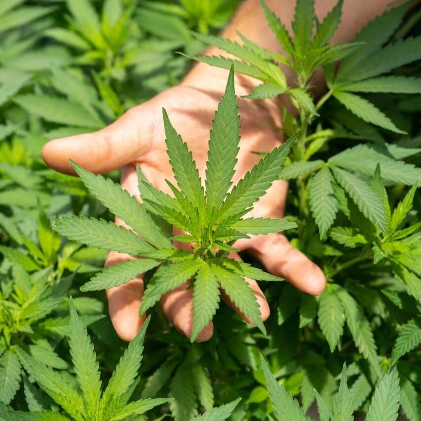 仅限医用!泰国坚决封杀娱乐大麻
