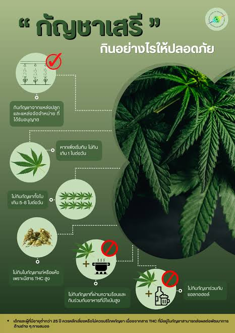 仅限医用!泰国坚决封杀娱乐大麻 图片 9