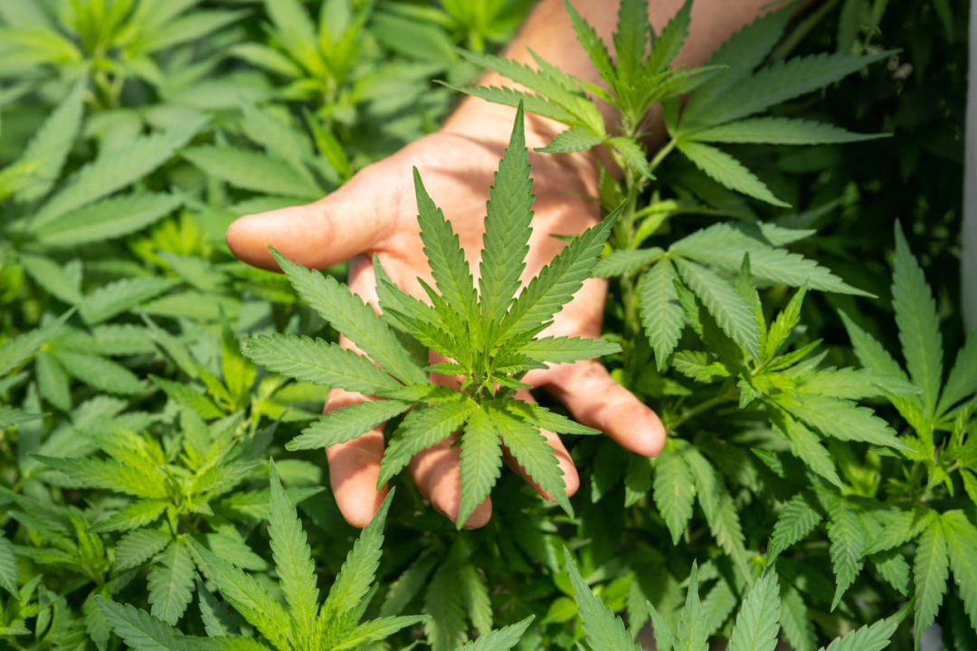仅限医用!泰国坚决封杀娱乐大麻 图片 6