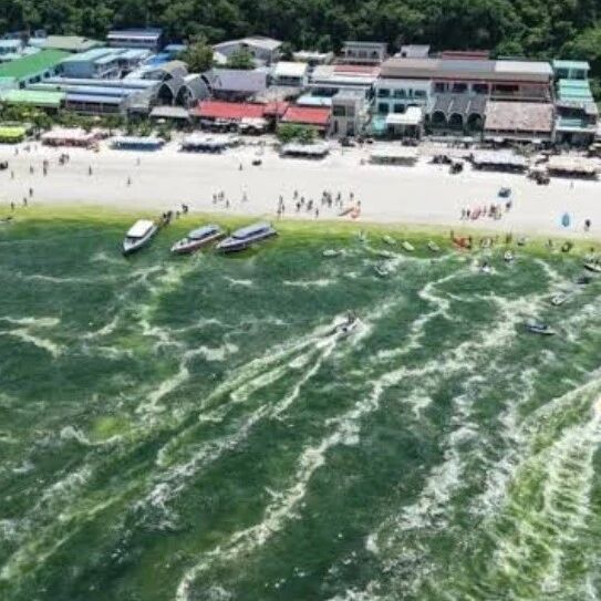 芭提雅格兰岛部分海域海水变绿 官员称或为浮游生物大量繁殖