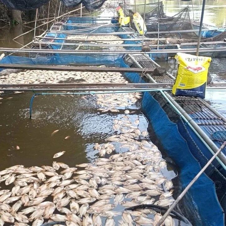 泰国巴真府河流大规模鱼类死亡?当地拟推动关闭两家违规工厂!